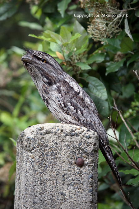 Tawny Frogmouth Tawny Frogmouth